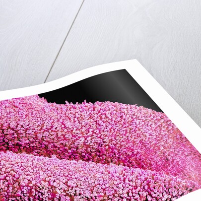Petal of a Cymbidium Plant by Anonymous