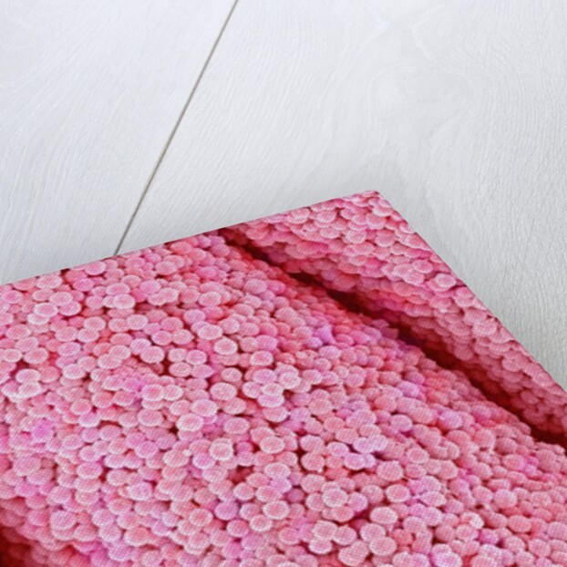 Pistil of Crab Cactus by Anonymous