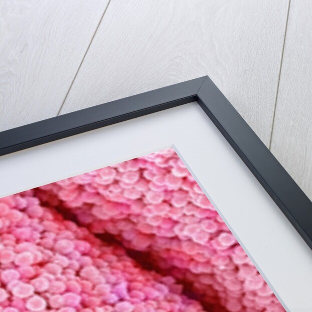 Pistil of Crab Cactus by Anonymous