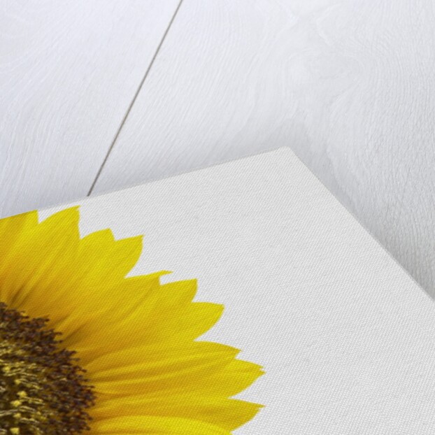 Yellow Sunflower by Anonymous