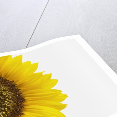 Yellow Sunflower by Anonymous