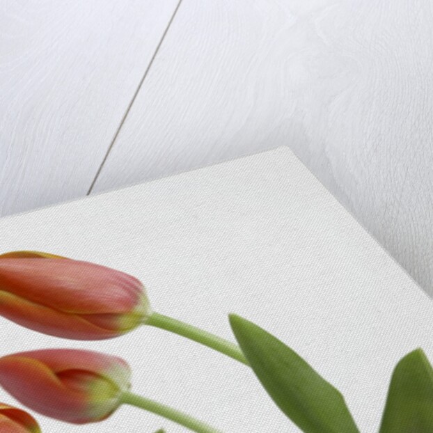 Bent Red Tulips by Anonymous