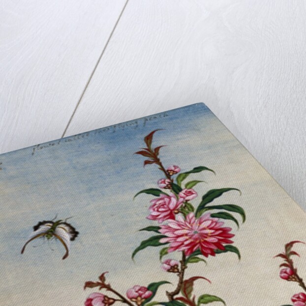 18th-Century Chinese Watercolor of Pink Flowers by Anonymous