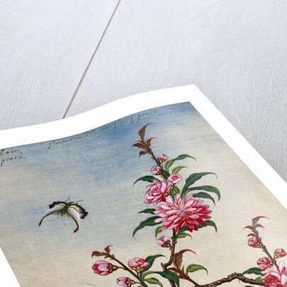 18th-Century Chinese Watercolor of Pink Flowers by Anonymous