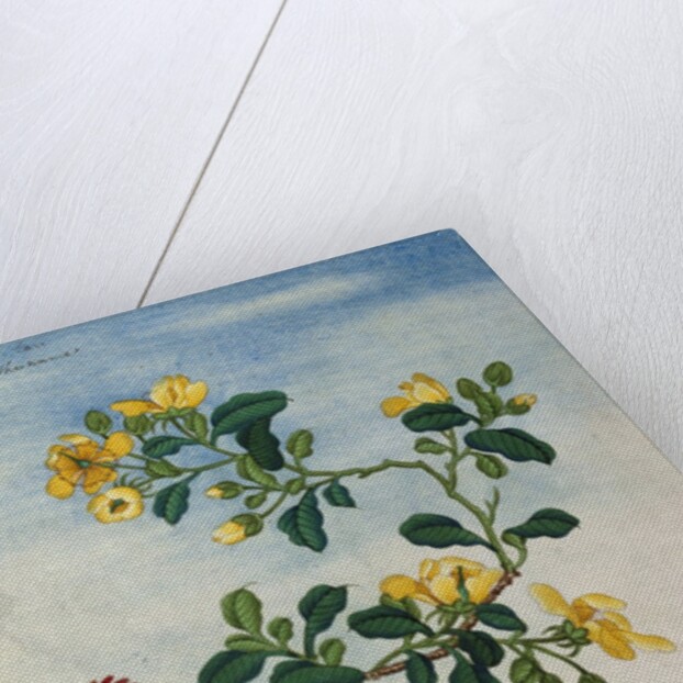 18th-Century Chinese Watercolor of Gold Thread Plant by Anonymous