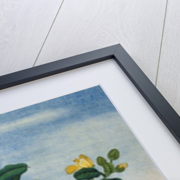 18th-Century Chinese Watercolor of Gold Thread Plant by Anonymous