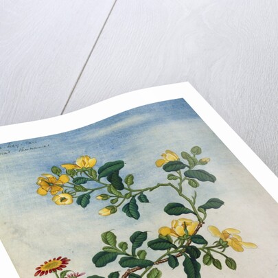 18th-Century Chinese Watercolor of Gold Thread Plant by Anonymous