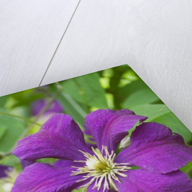 Purple Flowers by Anonymous