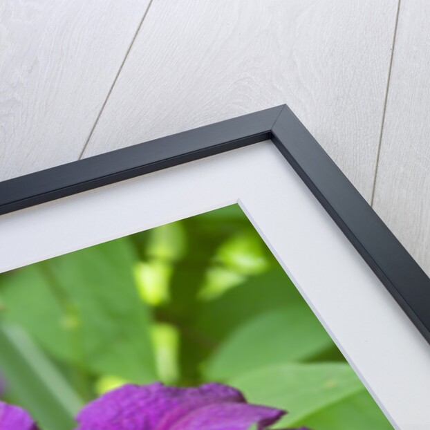 Purple Flowers by Anonymous