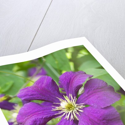 Purple Flowers by Anonymous