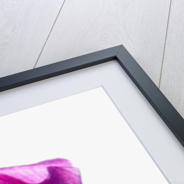 Calla Lily by Anonymous