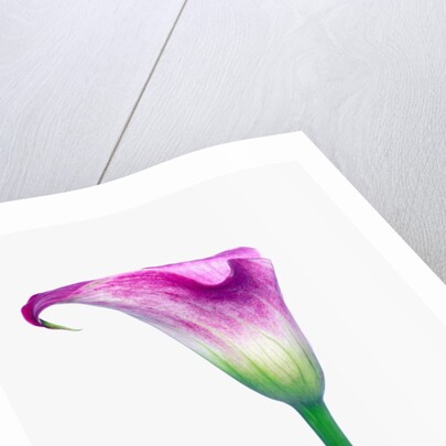 Calla Lily by Anonymous