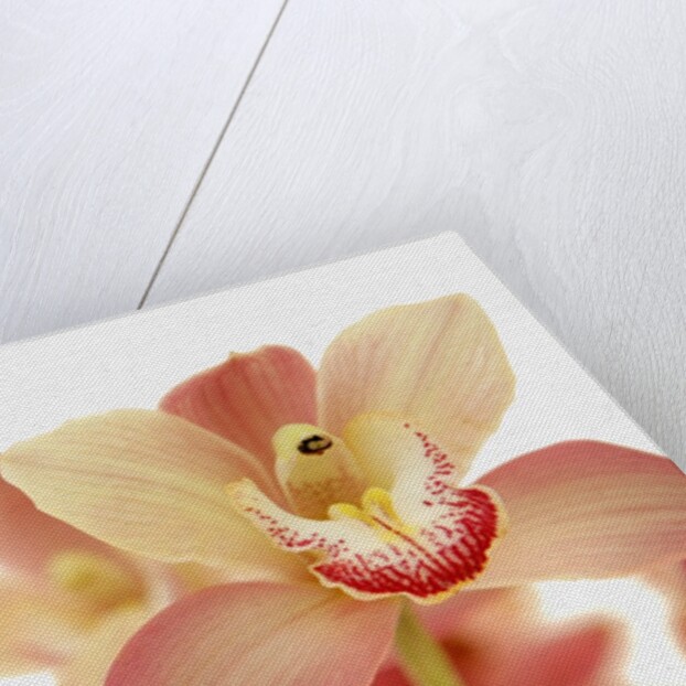 Salmon-Pink Orchid Blossoms by Anonymous