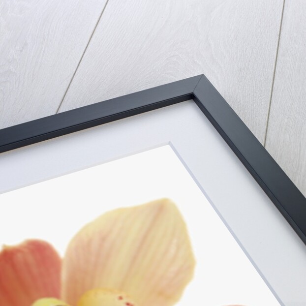 Salmon-Pink Orchid Blossoms by Anonymous