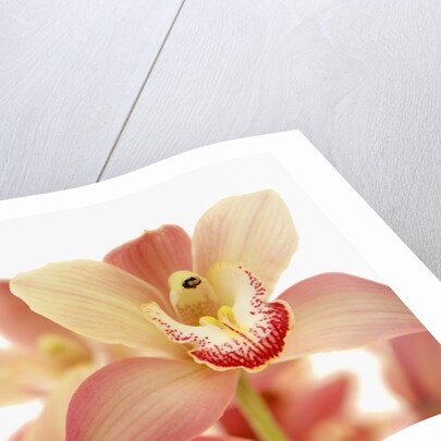 Salmon-Pink Orchid Blossoms by Anonymous