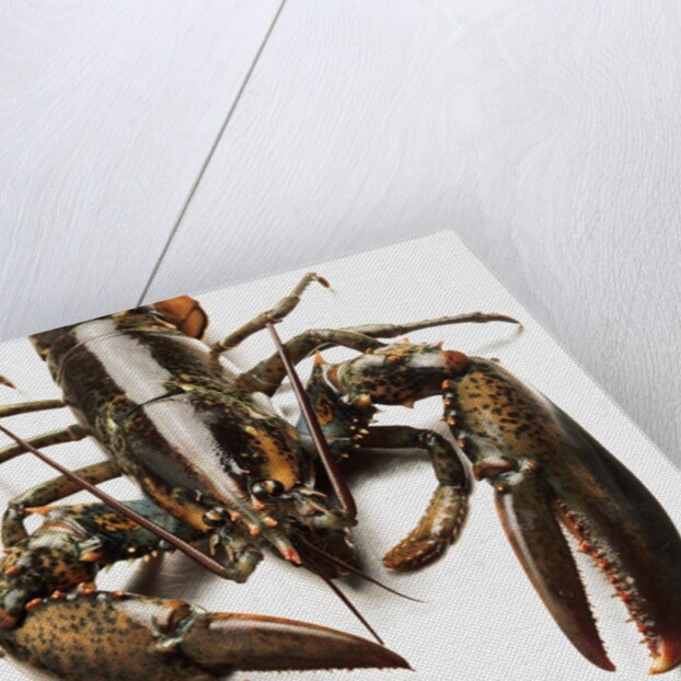 Lobster by Anonymous