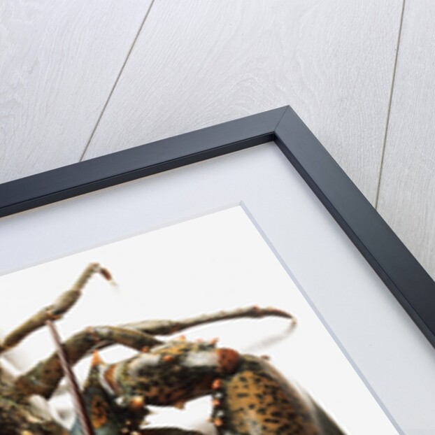 Lobster by Anonymous