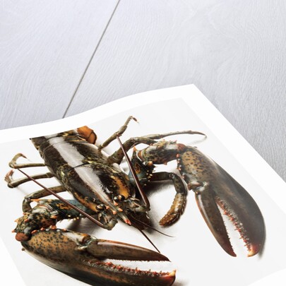 Lobster by Anonymous