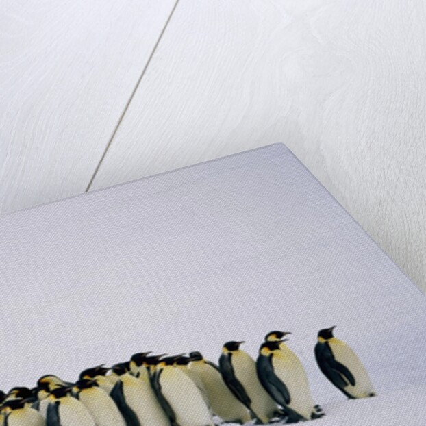 Emperor pinguins standing in a row, side view by Anonymous