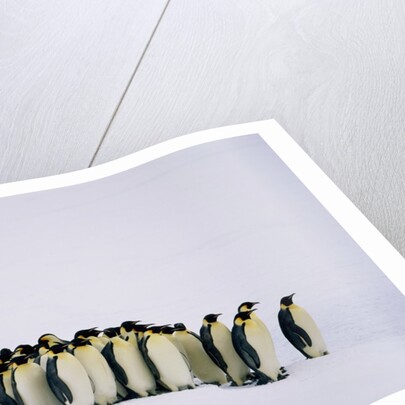 Emperor pinguins standing in a row, side view by Anonymous