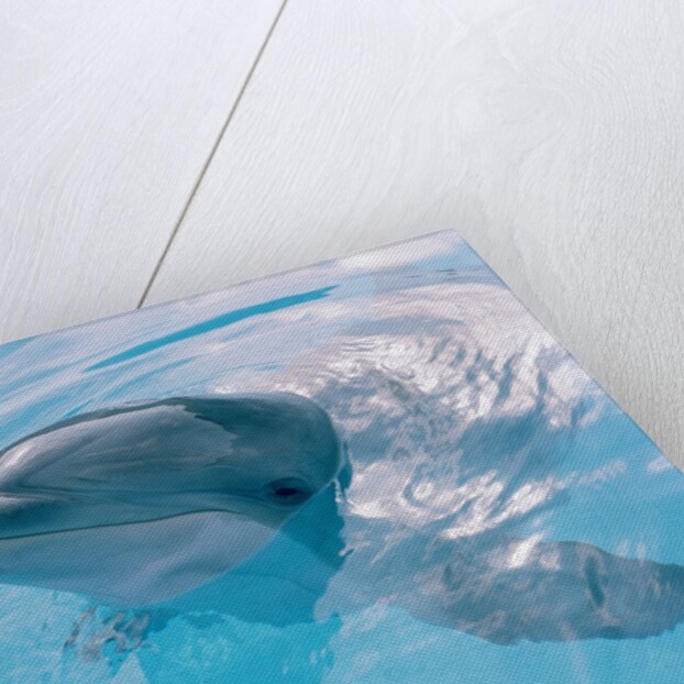 Dolphin Looking Out of the Water by Anonymous