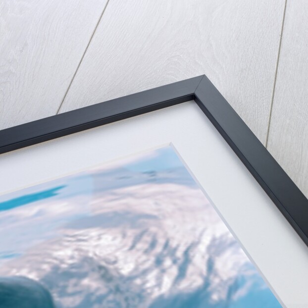 Dolphin Looking Out of the Water by Anonymous