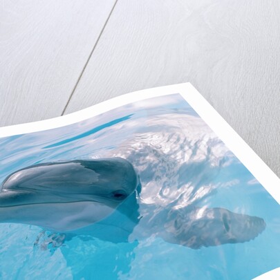 Dolphin Looking Out of the Water by Anonymous