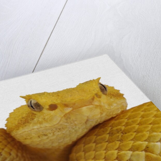 Eyelash Viper by Anonymous