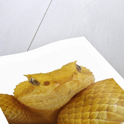 Eyelash Viper by Anonymous