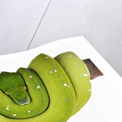 Green Tree Python by Anonymous