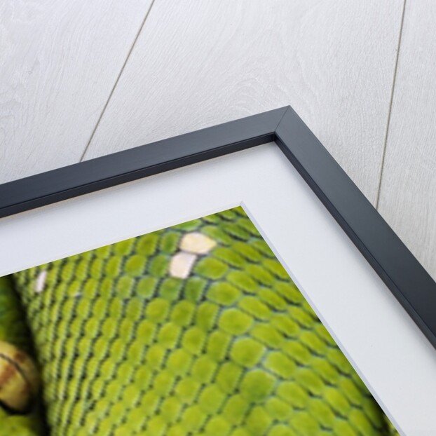 Green Tree Python by Anonymous