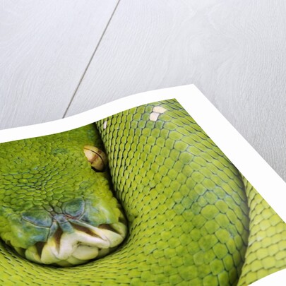 Green Tree Python by Anonymous