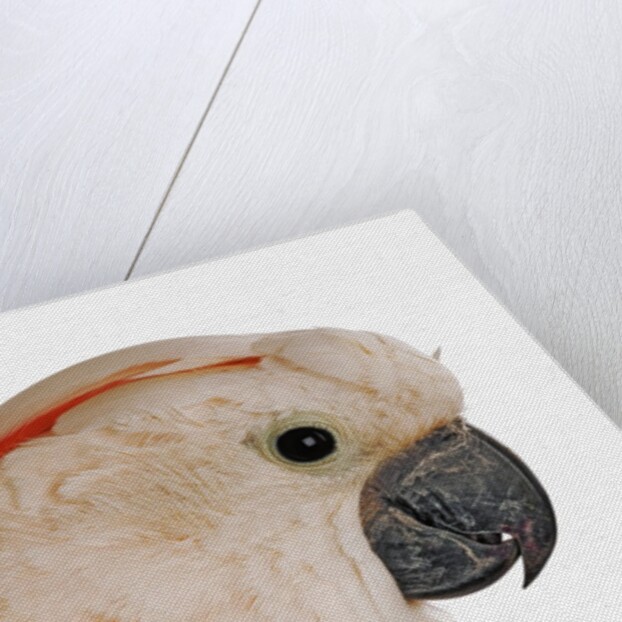 Cockatiel by Anonymous