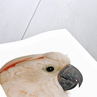 Cockatiel by Anonymous