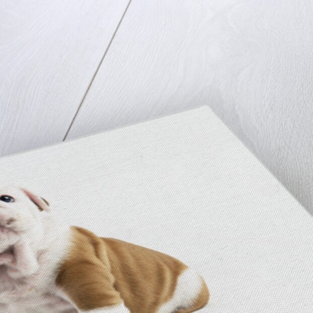 Bulldog Puppy by Anonymous