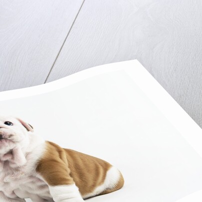 Bulldog Puppy by Anonymous