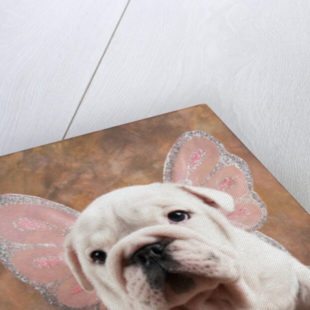 Bulldog Puppy Wearing Angel Wings by Anonymous