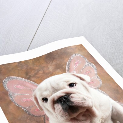 Bulldog Puppy Wearing Angel Wings by Anonymous