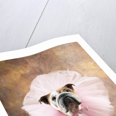 Bulldog Wearing Tutu by Corbis