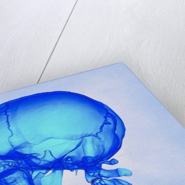 Human Skull by Anonymous