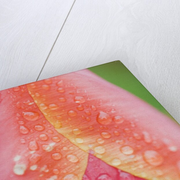 Tulip with Rain Drops by Anonymous