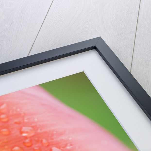 Tulip with Rain Drops by Anonymous