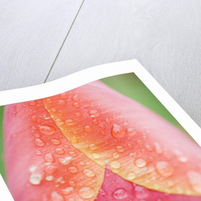 Tulip with Rain Drops by Anonymous