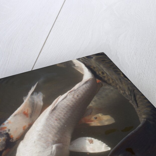 Kois in Pond by Anonymous