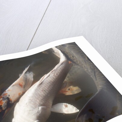 Kois in Pond by Anonymous