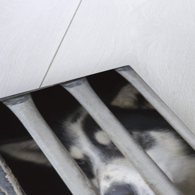 Sled Dog Resting in Kennel Before 2005 Iditarod Race by Anonymous