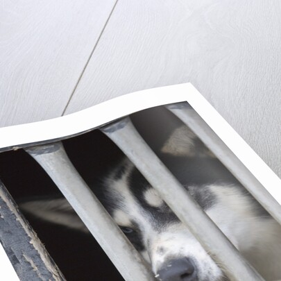 Sled Dog Resting in Kennel Before 2005 Iditarod Race by Anonymous