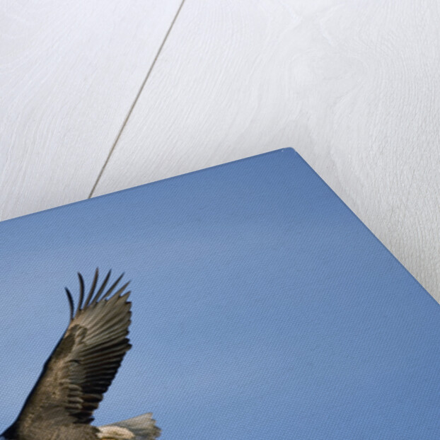 Bald Eagle in Flight by Anonymous