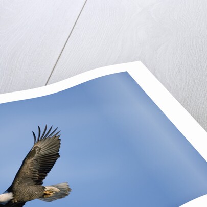 Bald Eagle in Flight by Anonymous