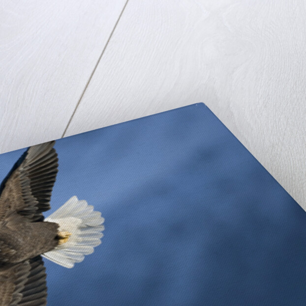 American Bald Eagle in Flight by Anonymous